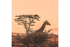 Image Giraffe on the savannah in Africa enjoying the sun